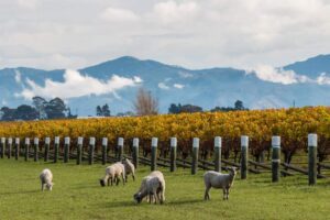 Vineyards in Malborough New Zealand